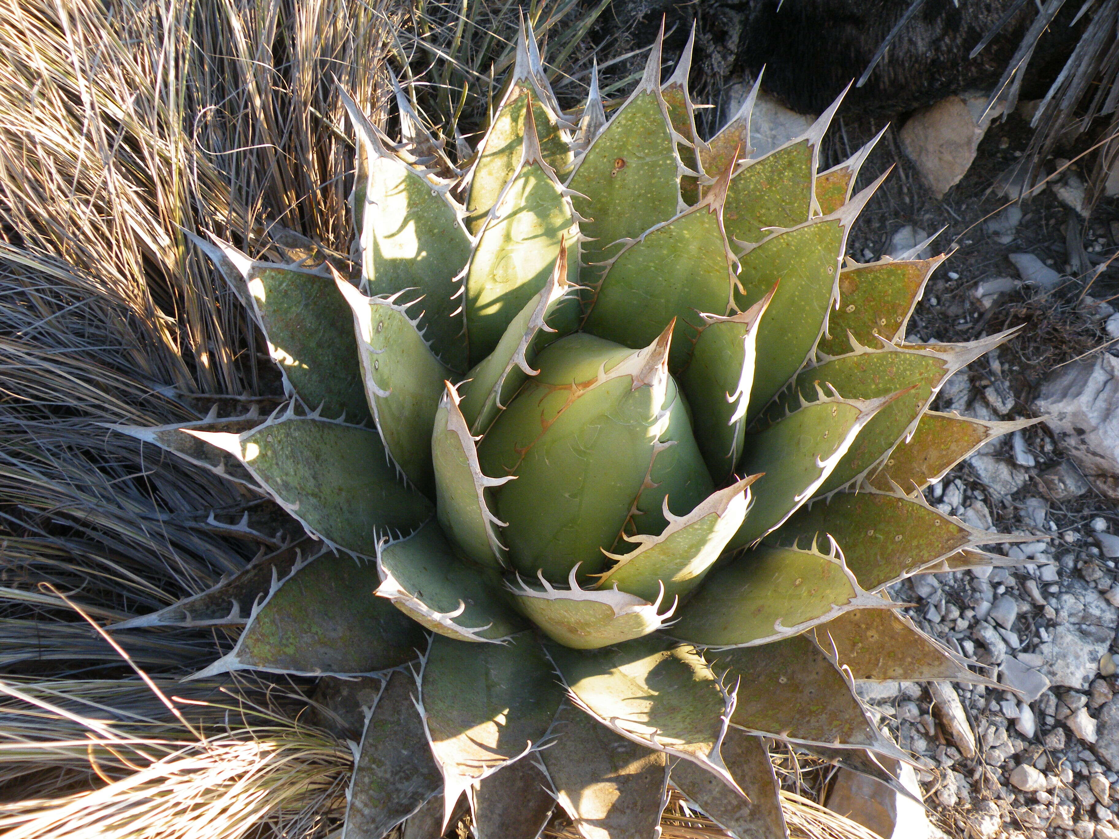 Sivun Agave ghiesbreghtii Verschaff. kuva