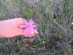 صورة Coreopsis nudata Nutt.