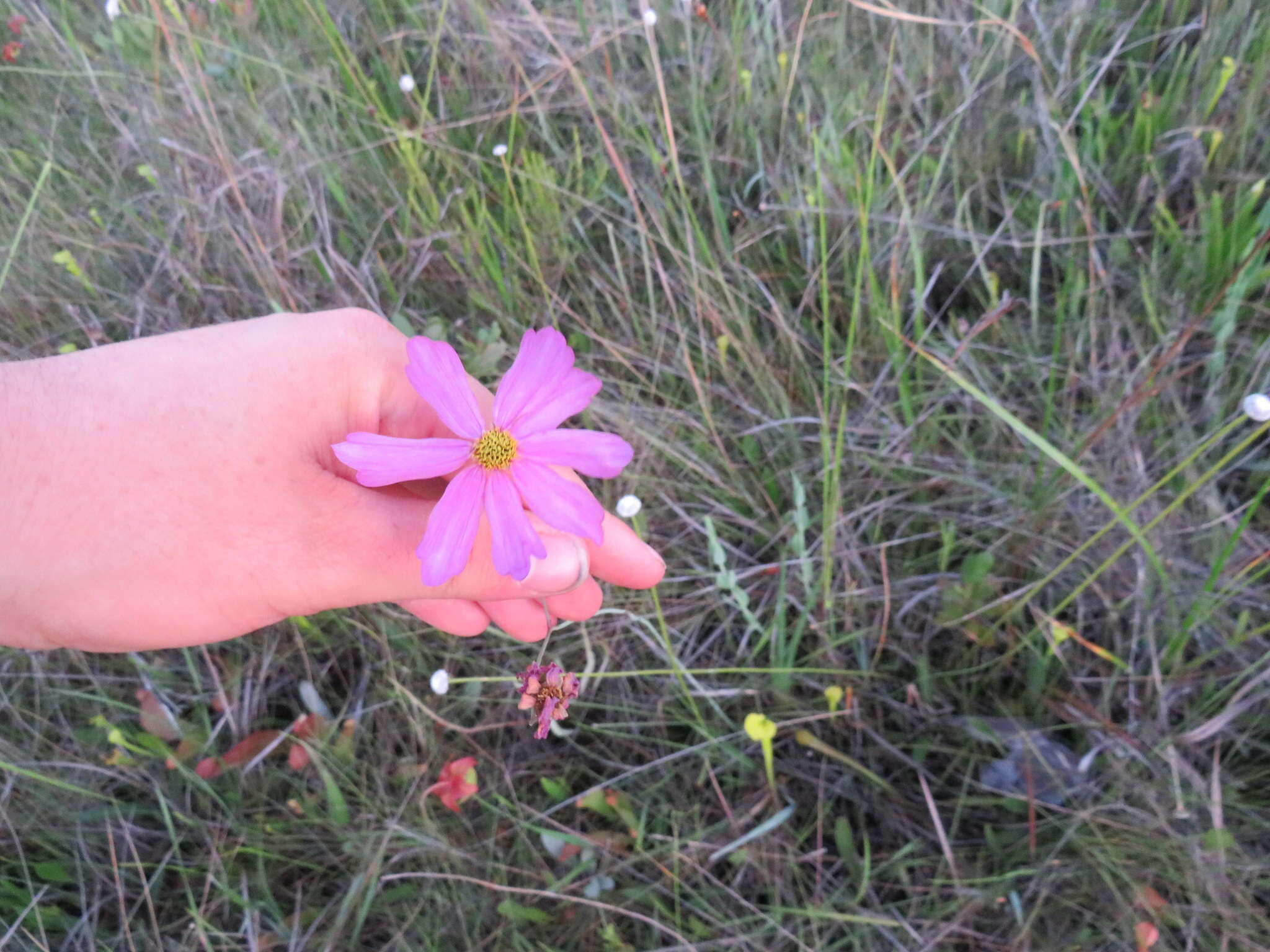 صورة Coreopsis nudata Nutt.