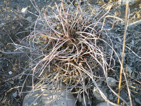 Image of Mammillaria standleyi (Britton & Rose) Orcutt