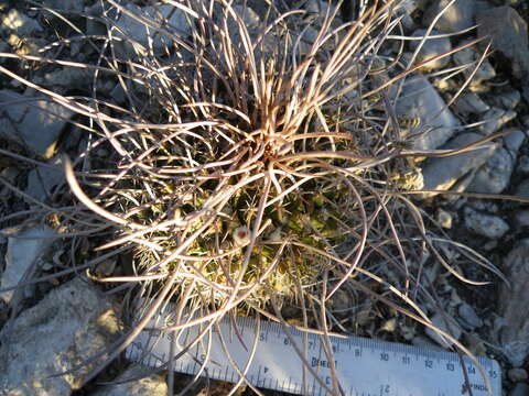 Image of Mammillaria standleyi (Britton & Rose) Orcutt