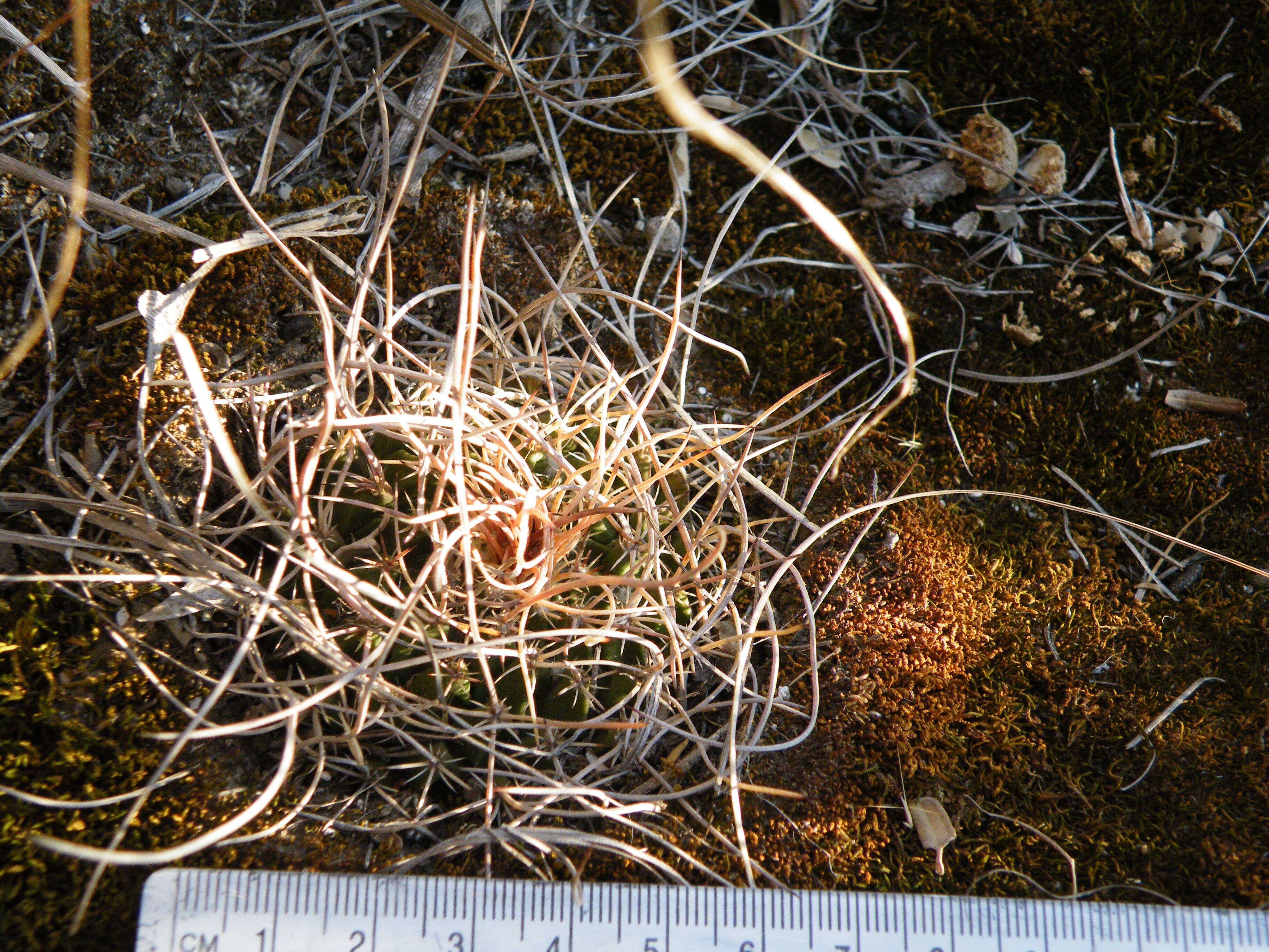 Image of Mammillaria standleyi (Britton & Rose) Orcutt