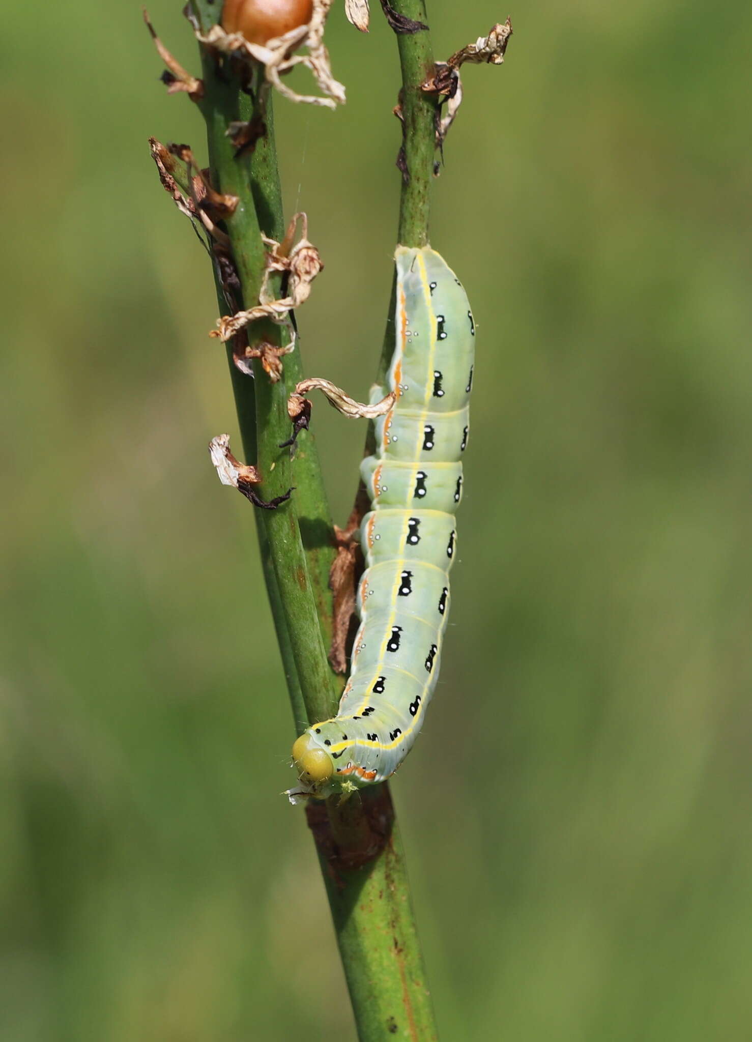 Image of Sword-grass moth