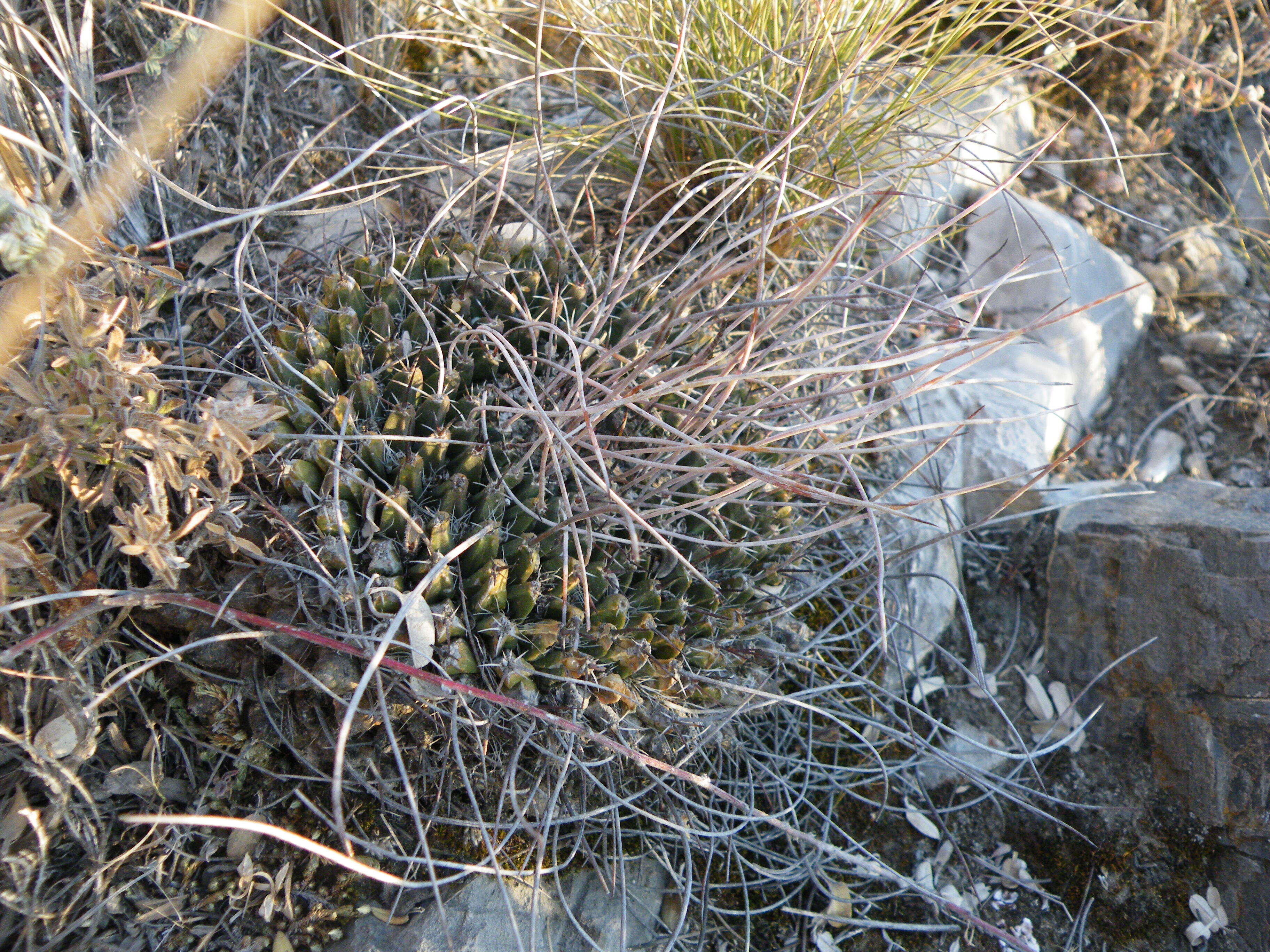 Image of Mammillaria standleyi (Britton & Rose) Orcutt