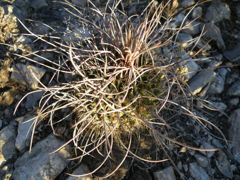 Image of Mammillaria standleyi (Britton & Rose) Orcutt