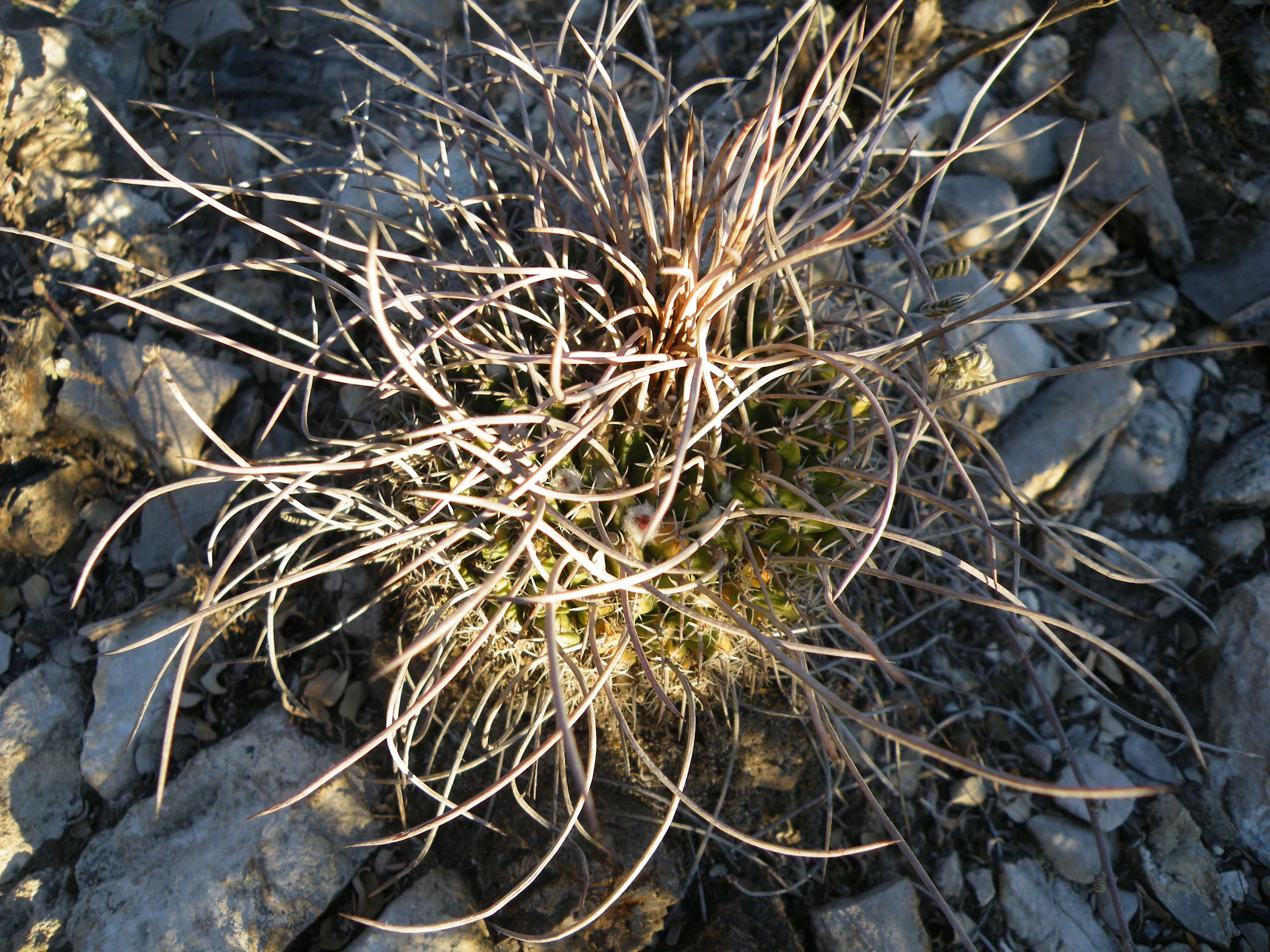 Image of Mammillaria standleyi (Britton & Rose) Orcutt