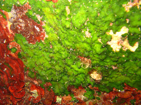 Imagem de Palmophyllum crassum