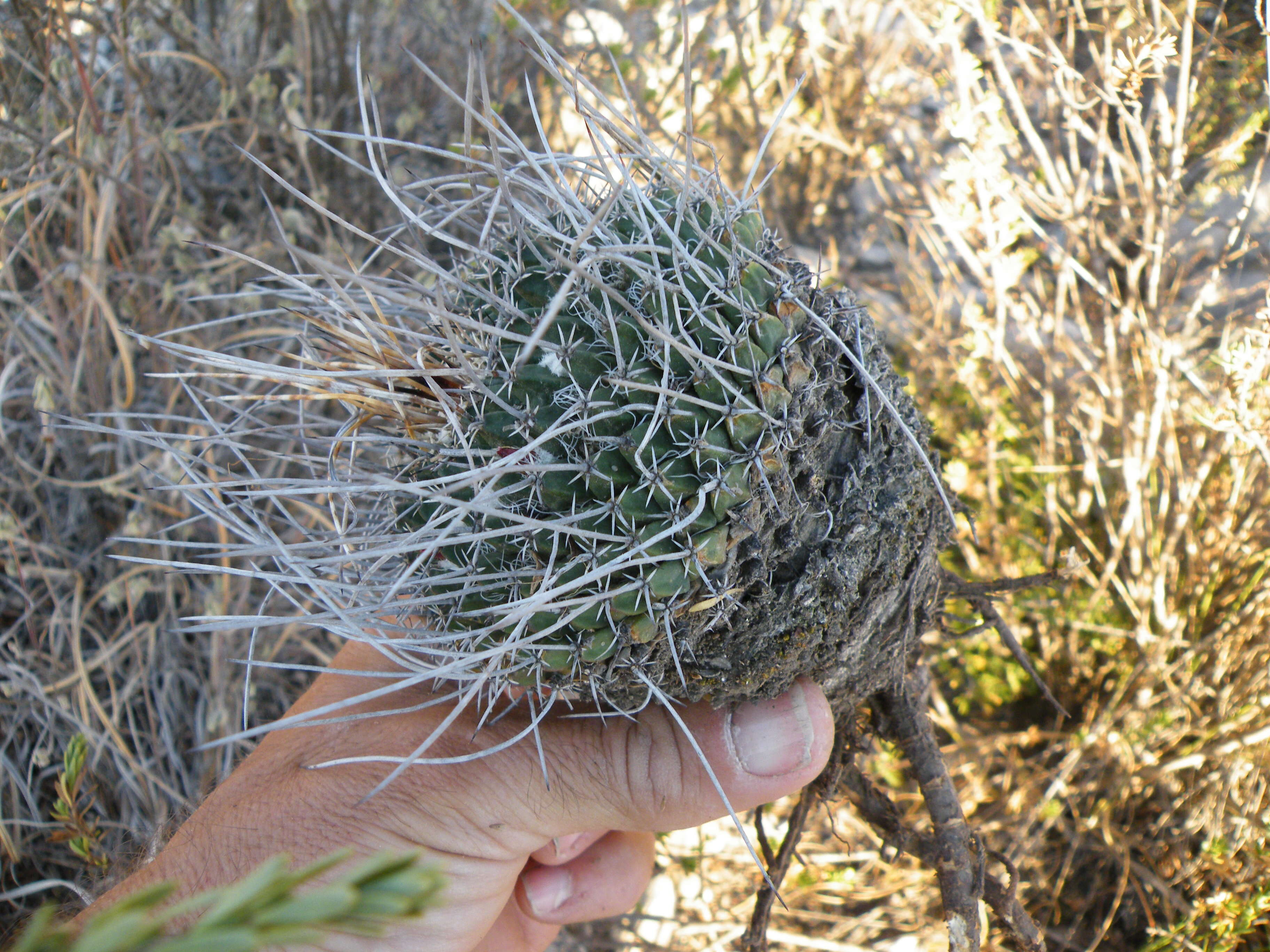 Image of Mammillaria standleyi (Britton & Rose) Orcutt