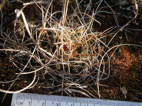 Image of Mammillaria standleyi (Britton & Rose) Orcutt