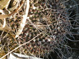 Image of Mammillaria standleyi (Britton & Rose) Orcutt