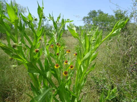 Plancia ëd Helenium microcephalum DC.