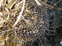 Image of Mammillaria standleyi (Britton & Rose) Orcutt