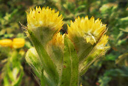 Helichrysum tenax M. D. Henderson resmi