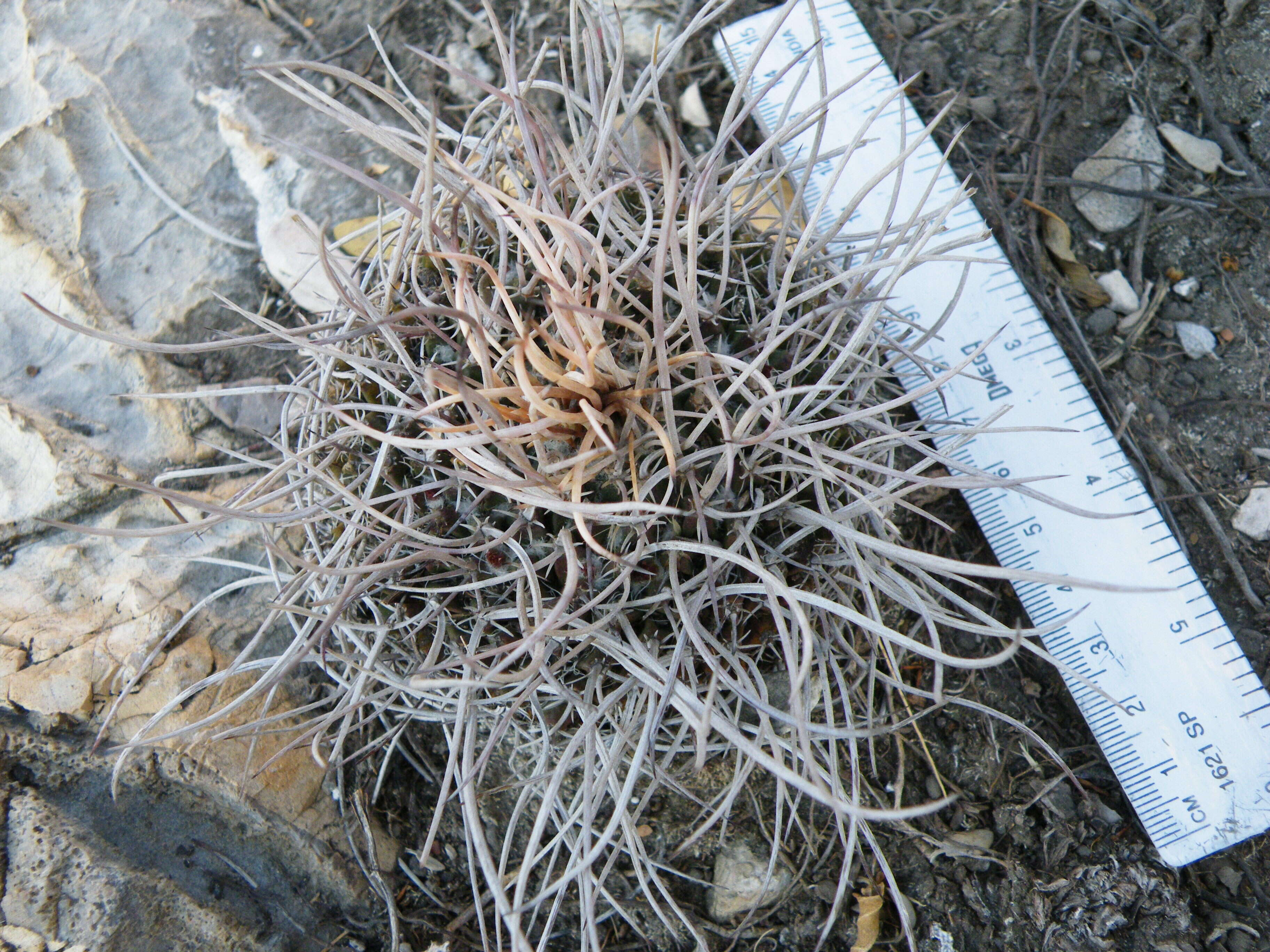 Image of Mammillaria standleyi (Britton & Rose) Orcutt