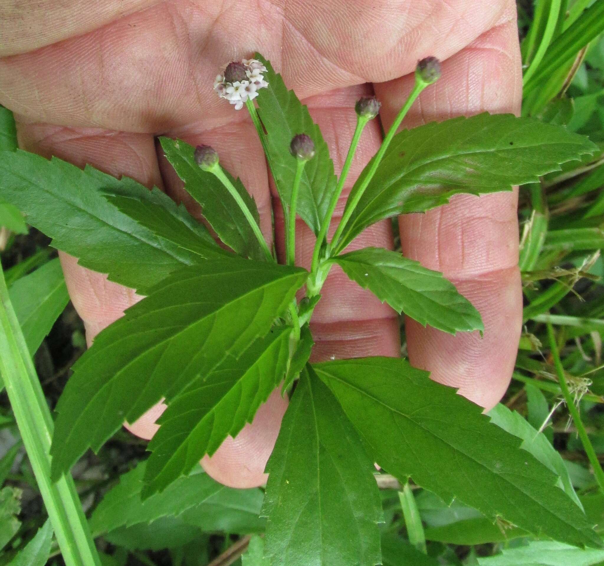 Image of lanceleaf fogfruit