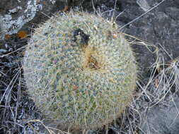 Image of Mammillaria muehlenpfordtii C. F. Först.