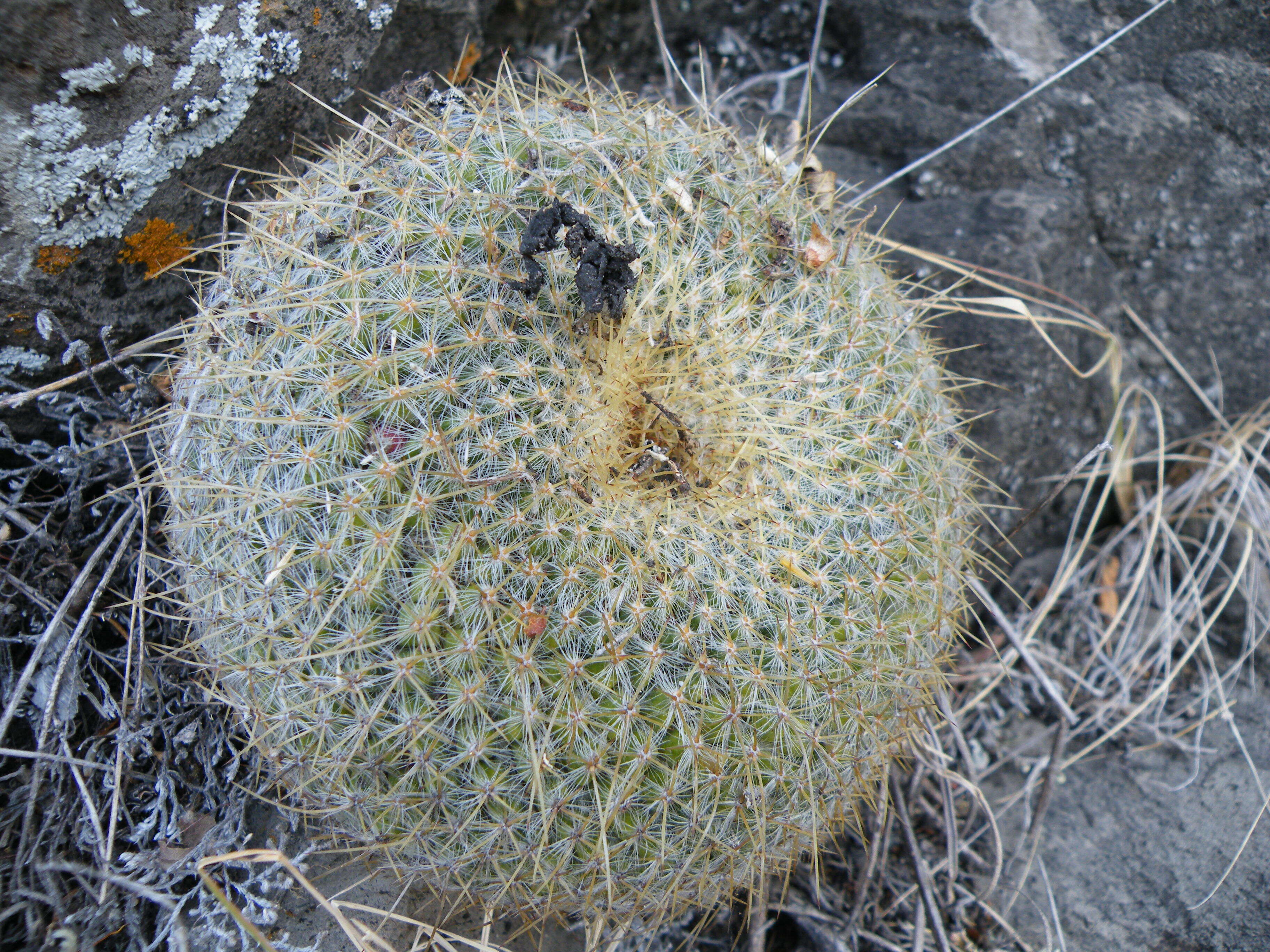 Image of Mammillaria muehlenpfordtii C. F. Först.