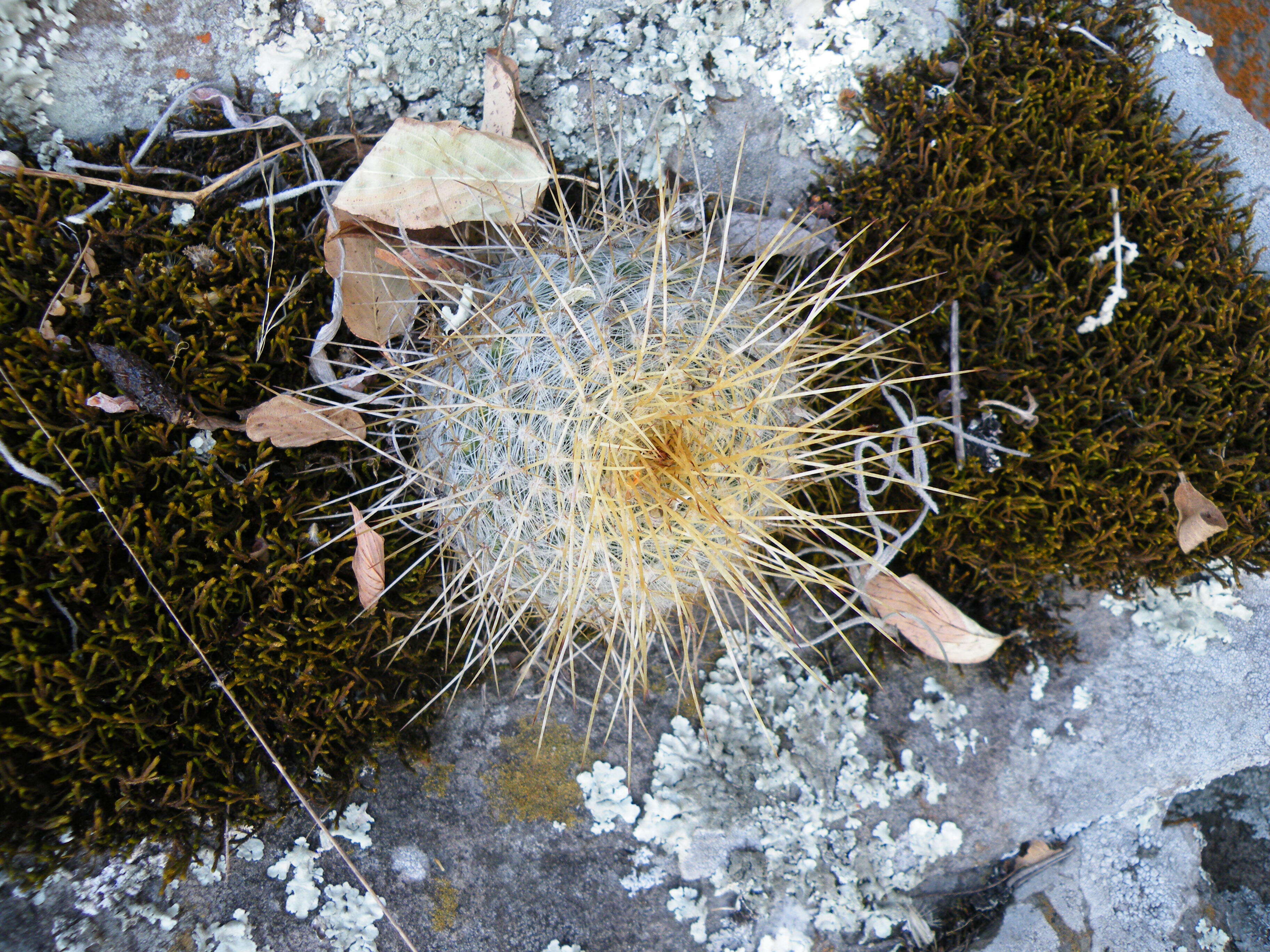 Image of Mammillaria muehlenpfordtii C. F. Först.