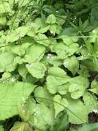 Image of small enchanter's nightshade