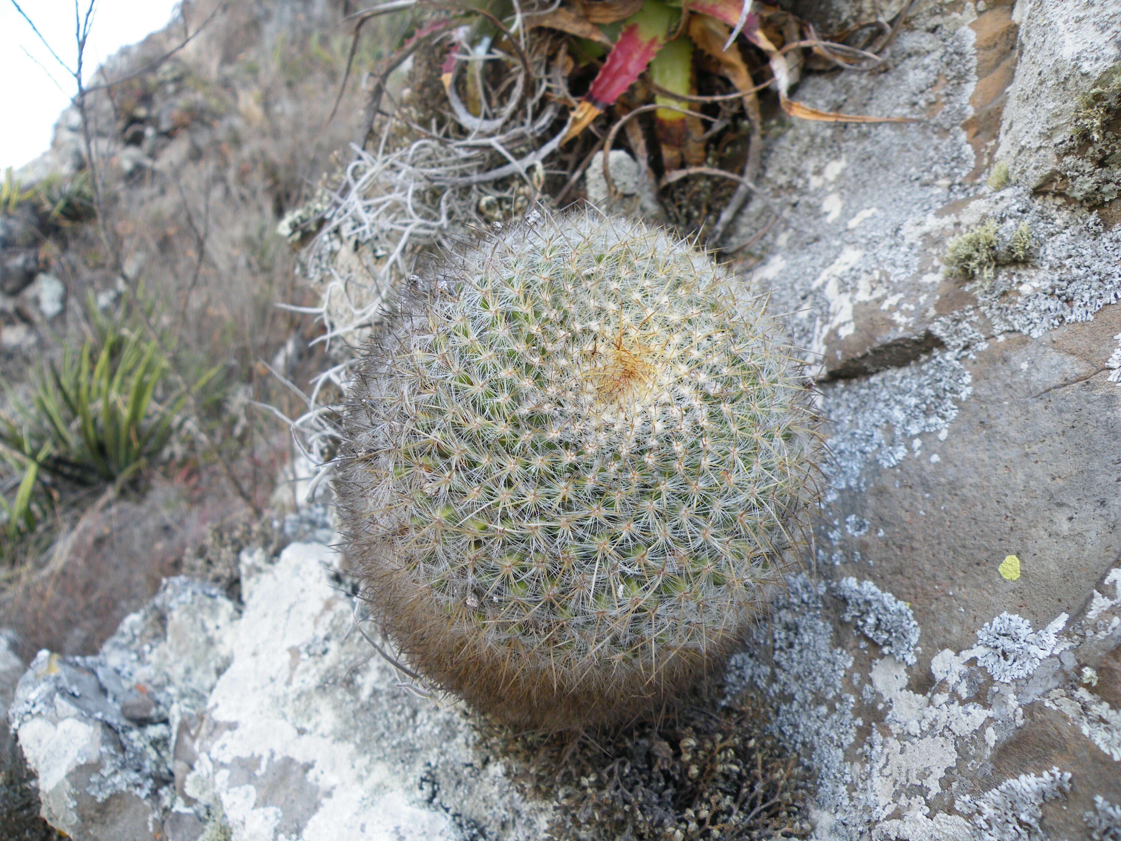 Image of Mammillaria muehlenpfordtii C. F. Först.