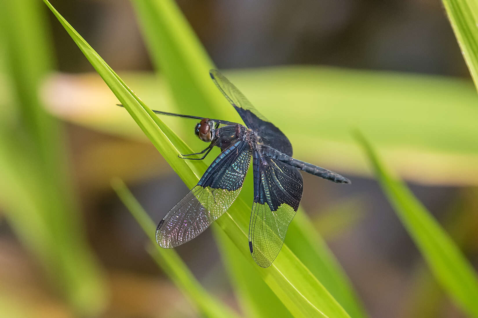 Image of Rhyothemis braganza Karsch 1890