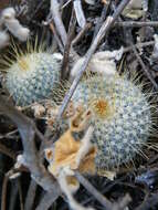 Image of Mammillaria muehlenpfordtii C. F. Först.