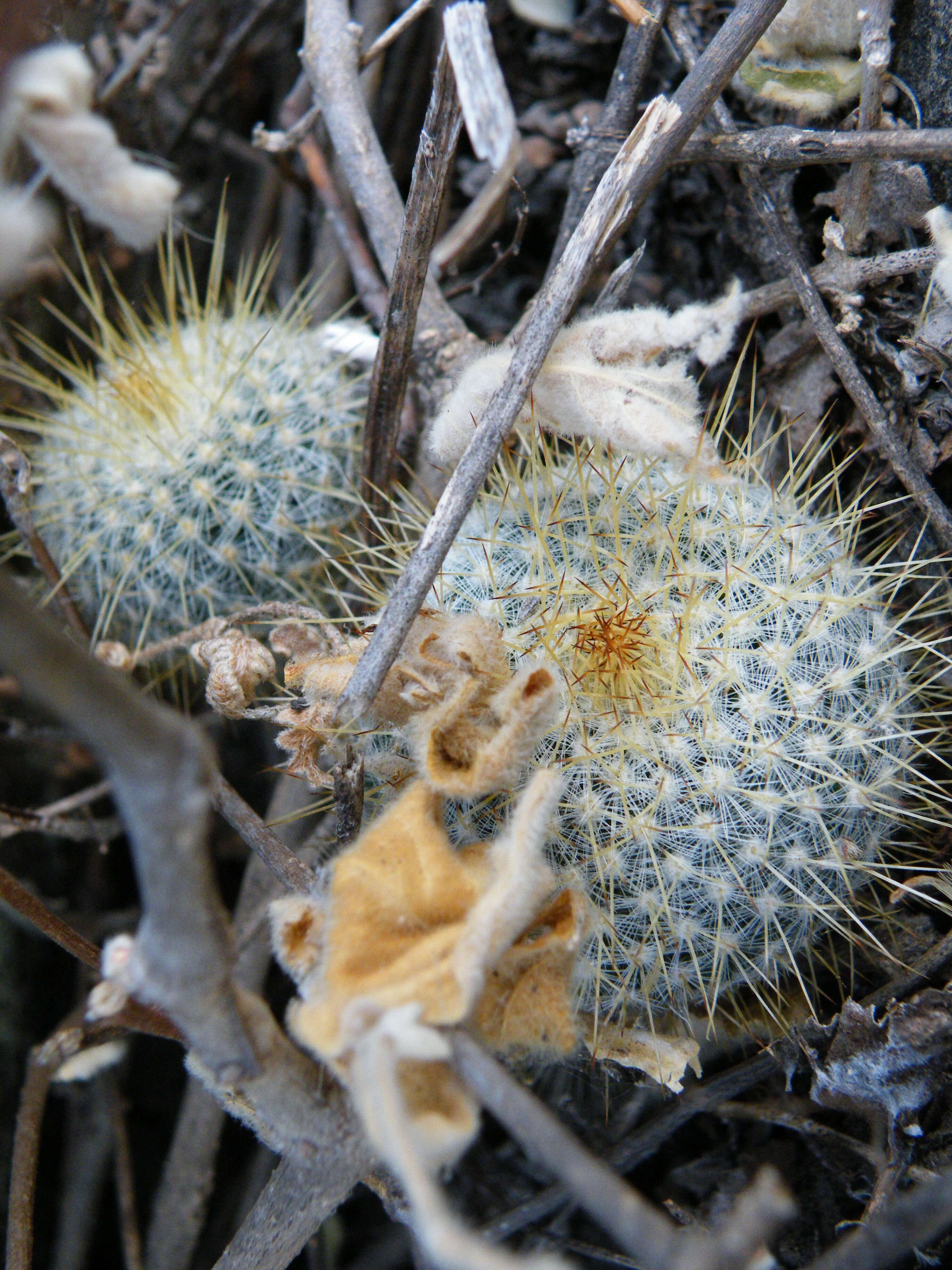 Image of Mammillaria muehlenpfordtii C. F. Först.