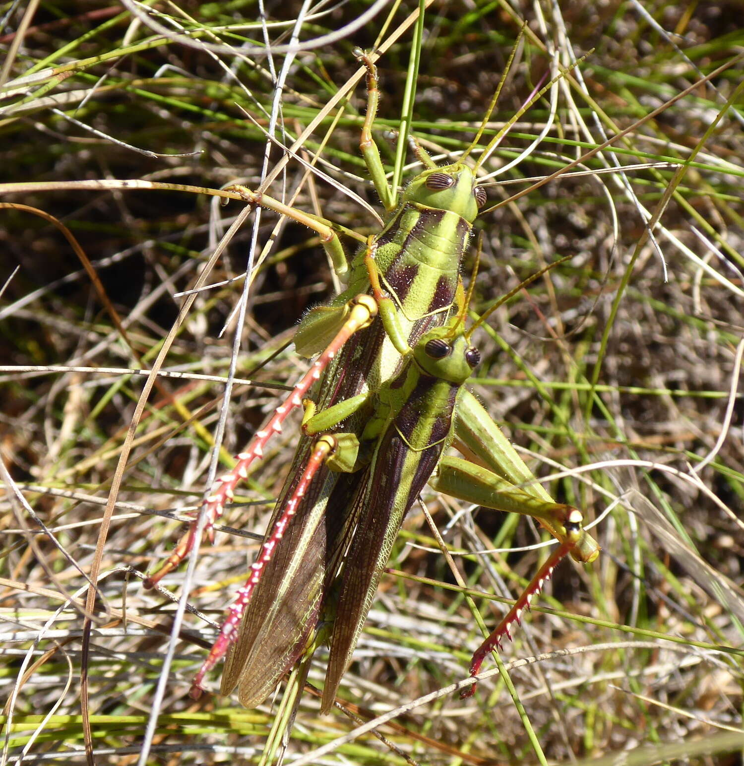 Cyrtacanthacris aeruginosa (Stoll & C. 1813)的圖片