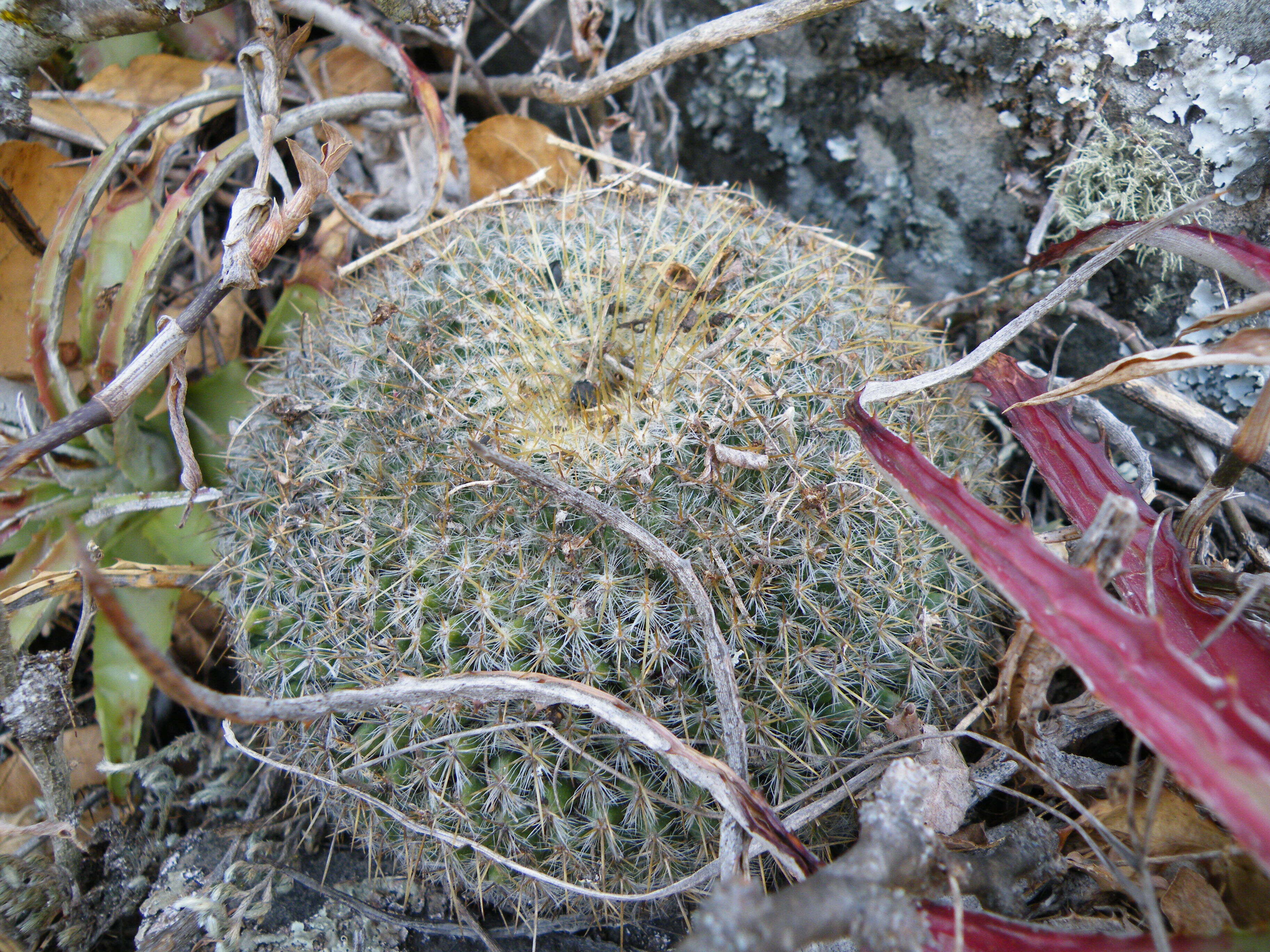 Image of Mammillaria muehlenpfordtii C. F. Först.