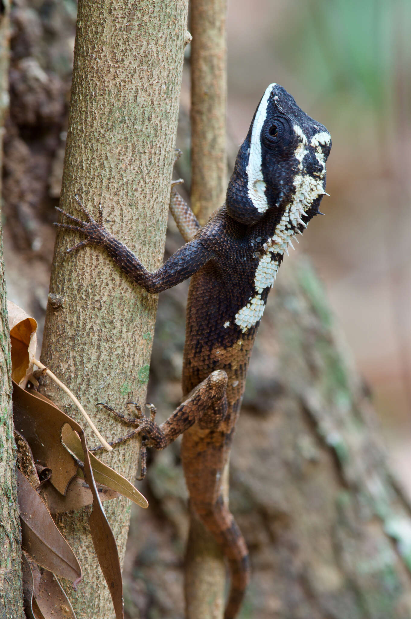 Image of Sri Lankan bloodsucker