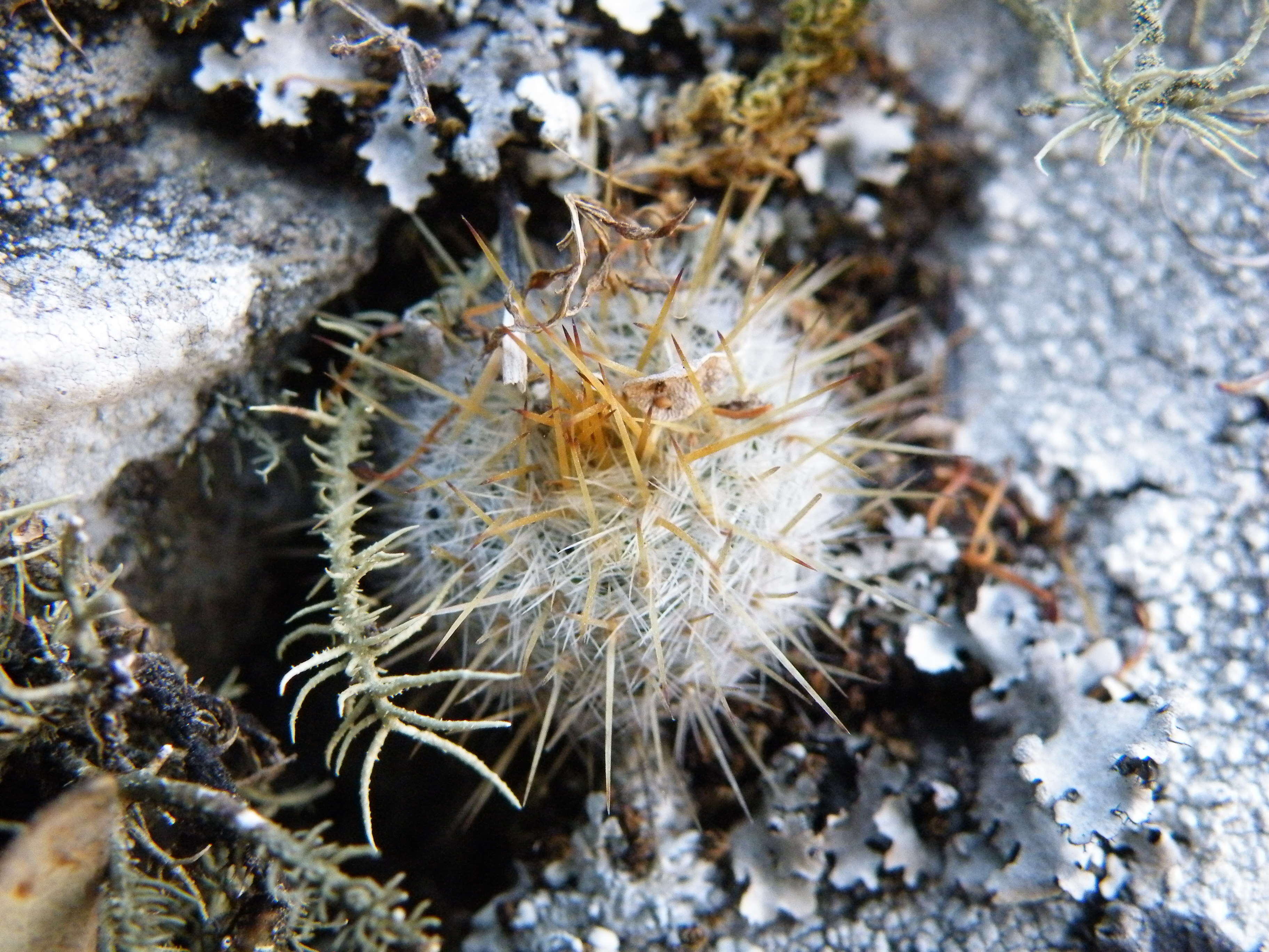 Image of Mammillaria muehlenpfordtii C. F. Först.