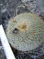 Image of Mammillaria muehlenpfordtii C. F. Först.