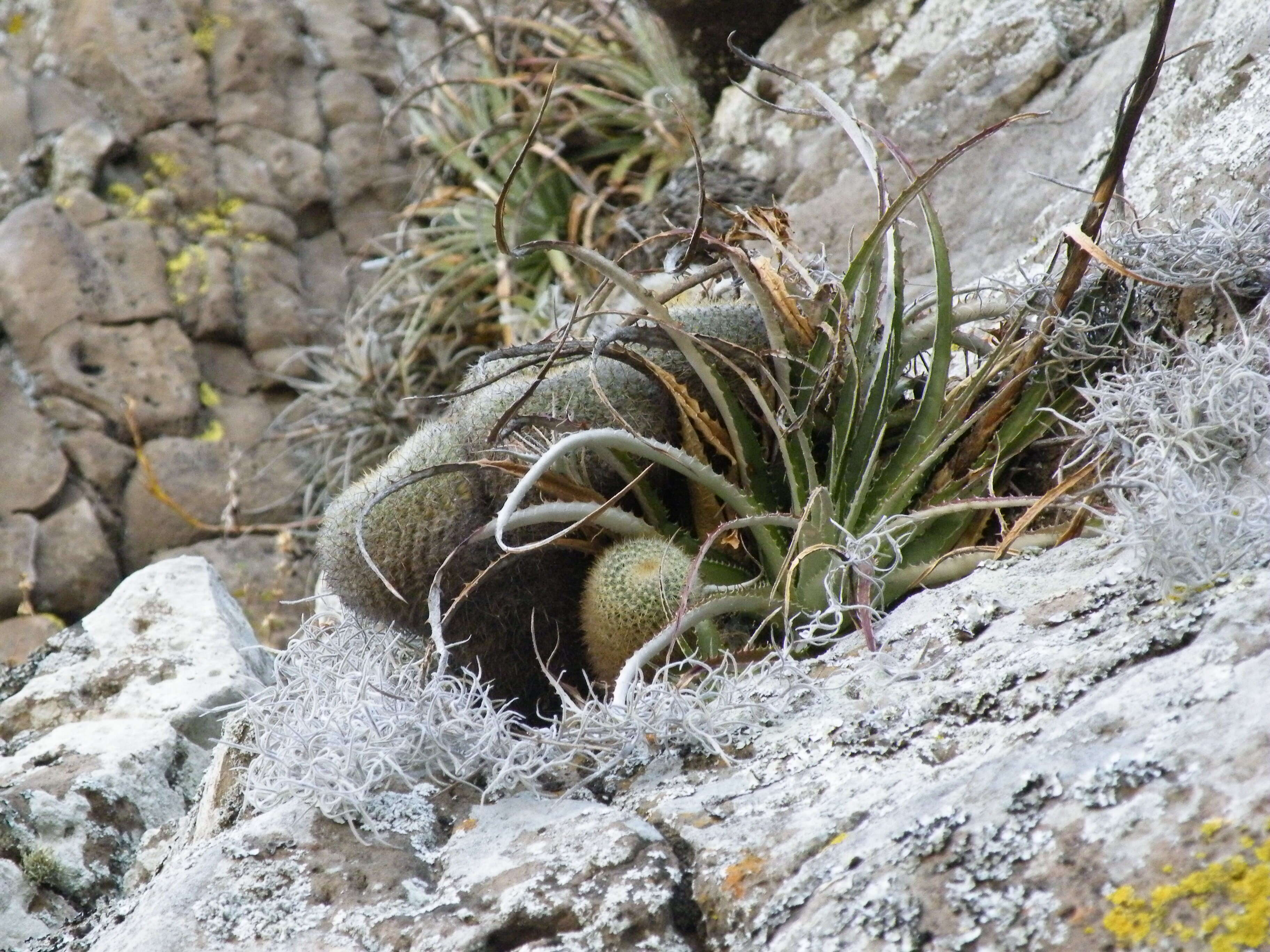 Image of Mammillaria muehlenpfordtii C. F. Först.