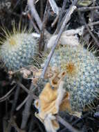 Image of Mammillaria muehlenpfordtii C. F. Först.