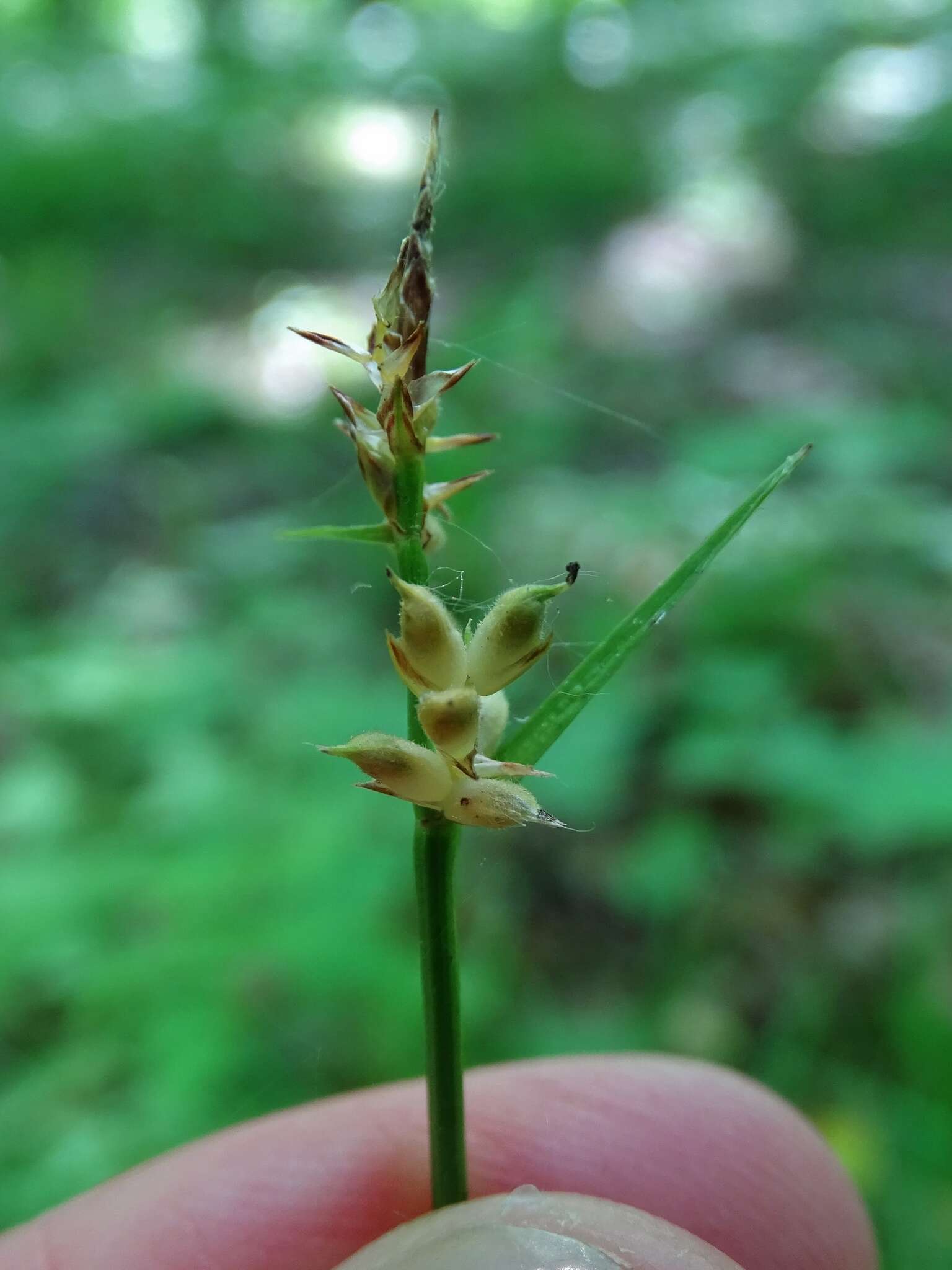 Image of Peck's sedge