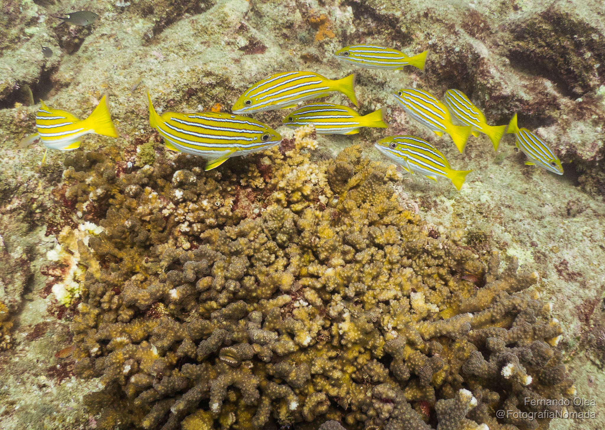 Image of Blue and gold snapper