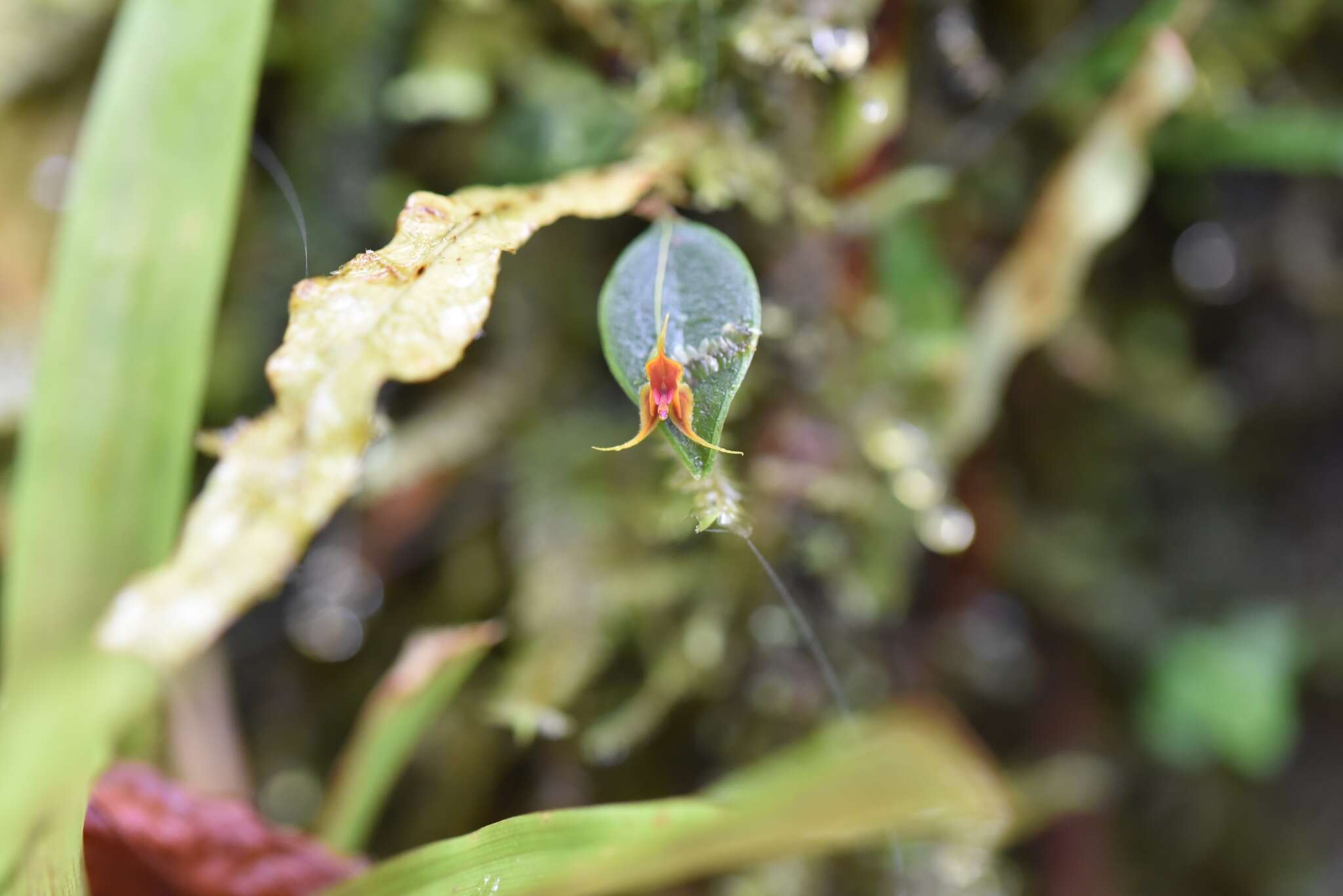 Image of Lepanthes kuijtii Luer & Hirtz