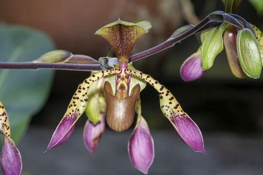 Image de Paphiopedilum lowii (Lindl.) Stein