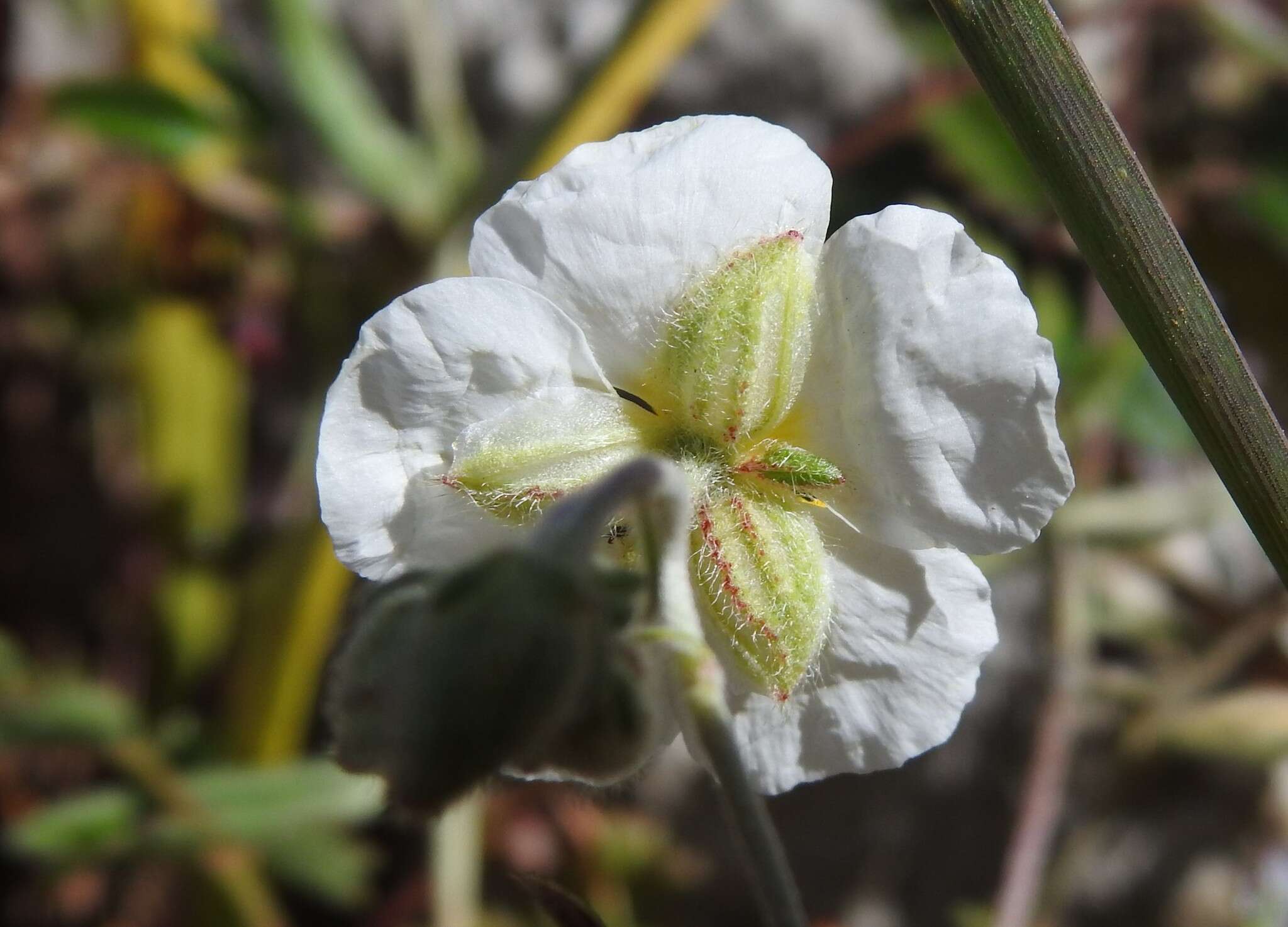 Sivun Helianthemum apenninum subsp. apenninum kuva