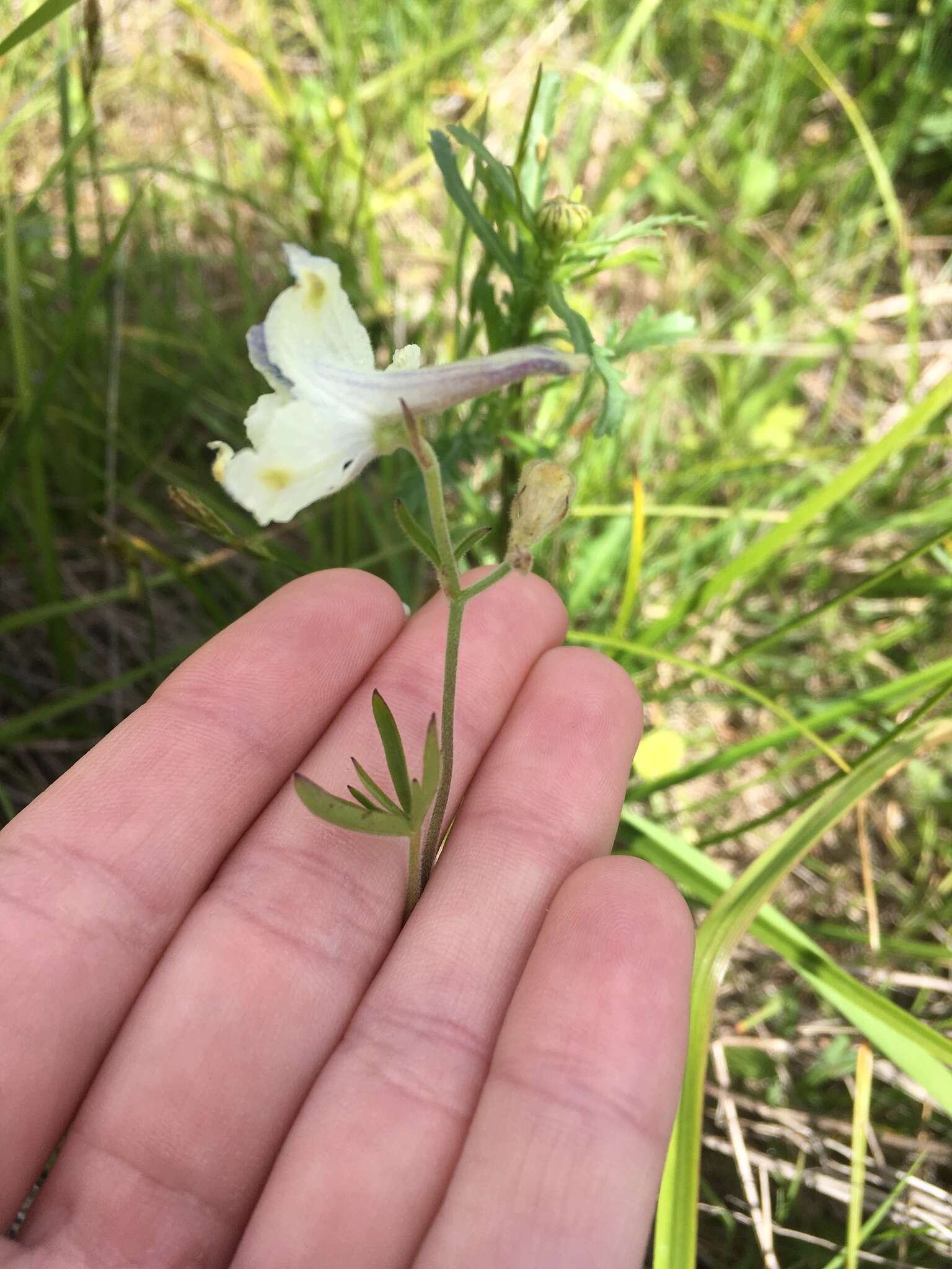 孔雀翠雀花的圖片