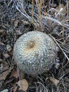 Image of Mammillaria muehlenpfordtii C. F. Först.