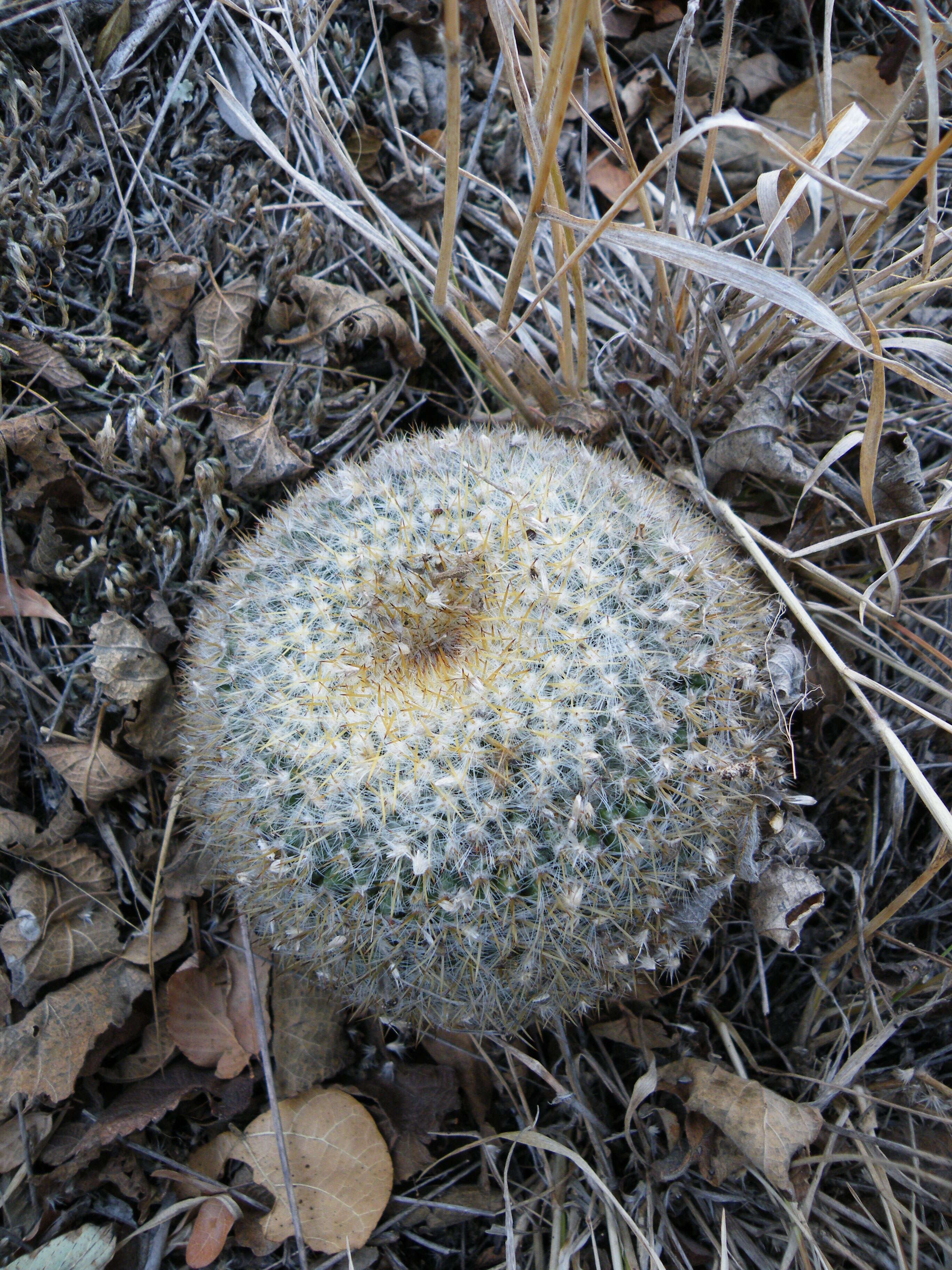 Image of Mammillaria muehlenpfordtii C. F. Först.