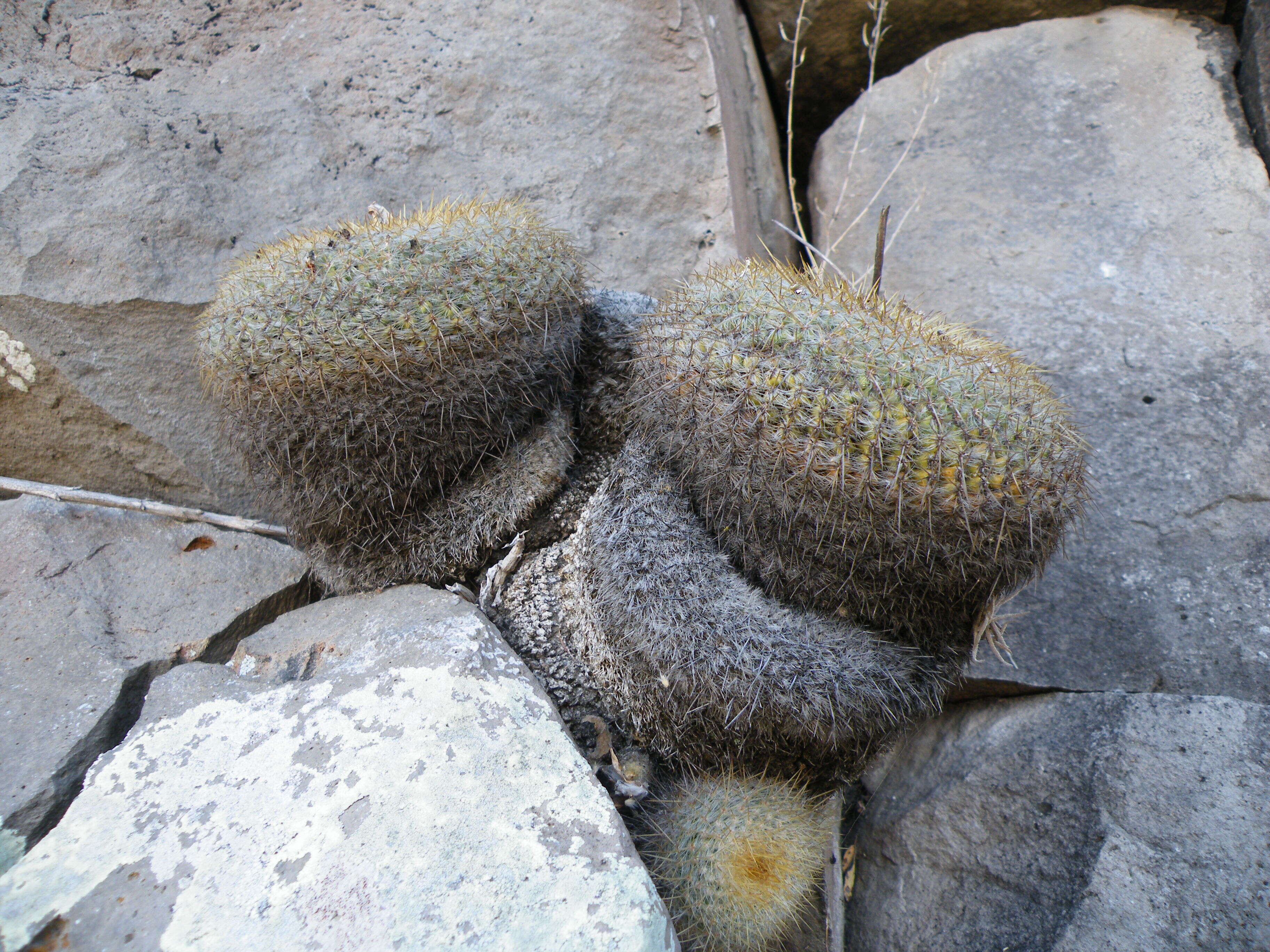 Image of Mammillaria muehlenpfordtii C. F. Först.