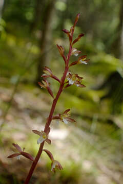 Imagem de Corallorhiza maculata var. maculata