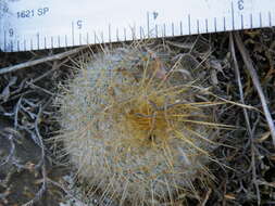 Image of Mammillaria muehlenpfordtii C. F. Först.