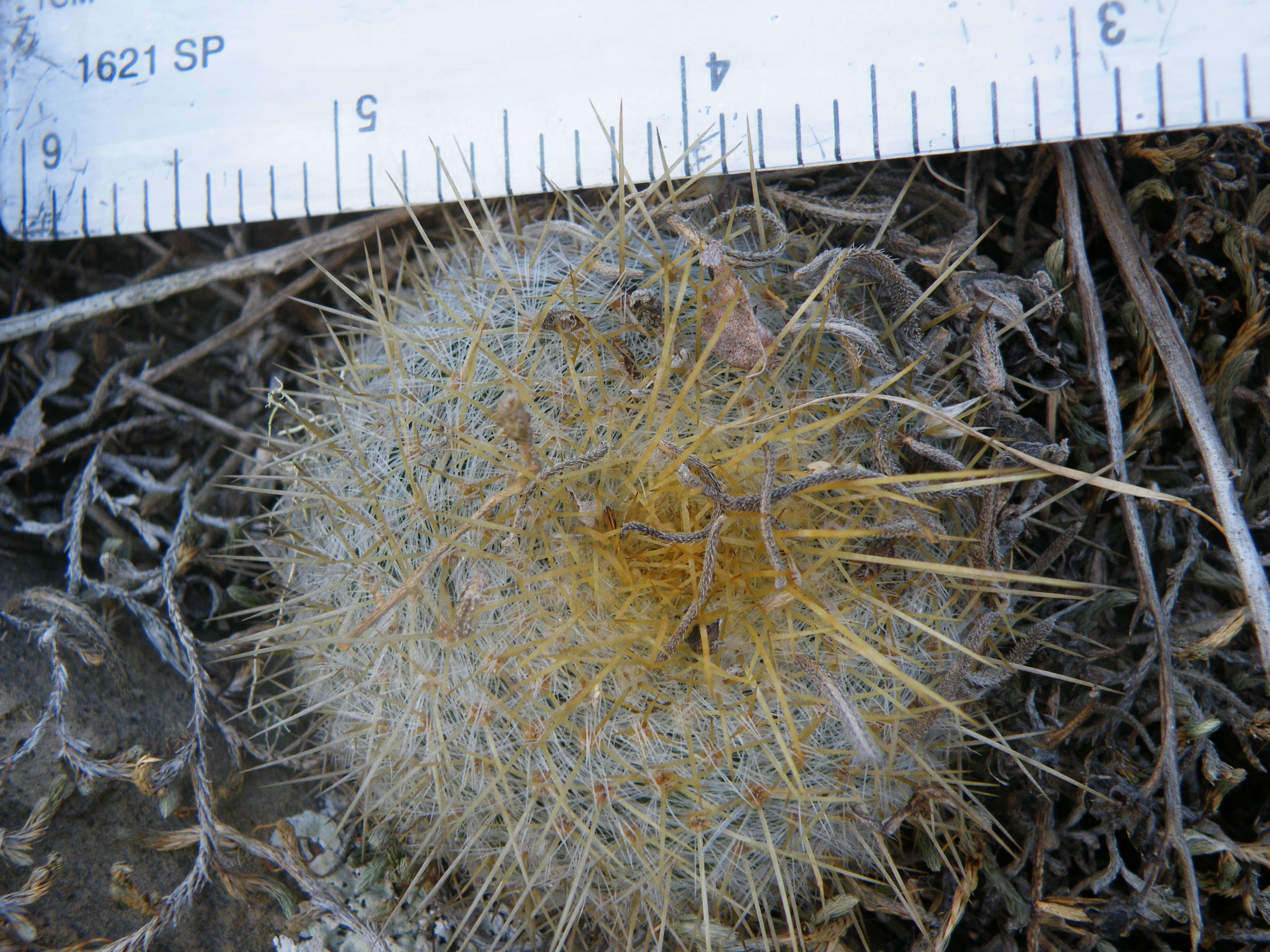 Image of Mammillaria muehlenpfordtii C. F. Först.