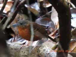 Image of Spot-winged Antbird