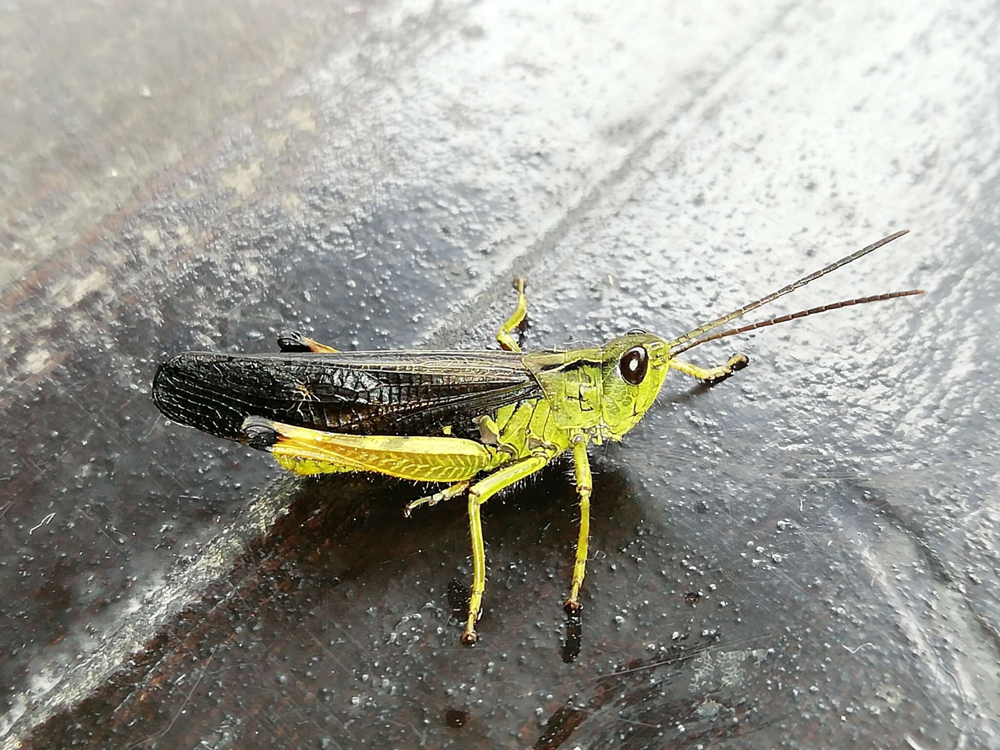 Megaulacobothrus aethalinus (Zubovski 1899) resmi