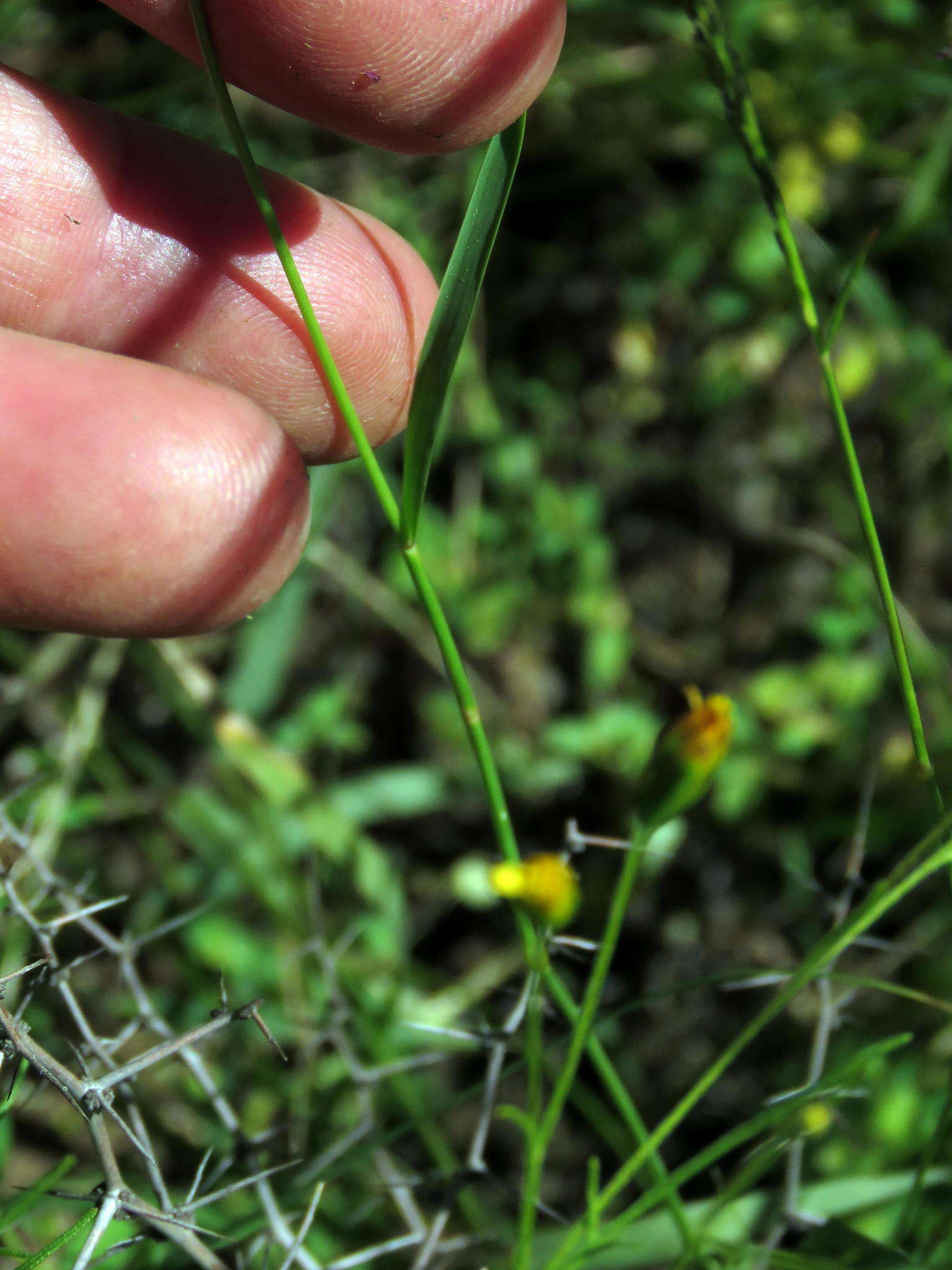 Image of Eragrostis obtusa Munro ex Ficalho & Hiern