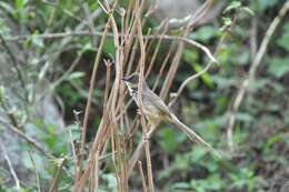 Image of Himalayan Prinia